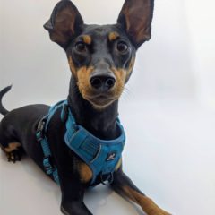 Pawshtails Teal No-Pull Dog Harness
