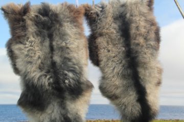 Hand made horn buttons Gorgeous naturally patterned sheepskin rugs