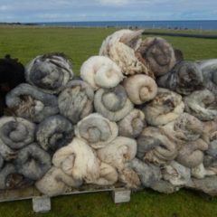 Pure wool DK yarn in four un-dyed shades 50g balls Raw Fleece for Spinners