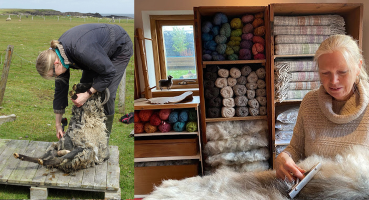 Isle of Auskerry shearing the sheep and preparing the sheepskin rugs